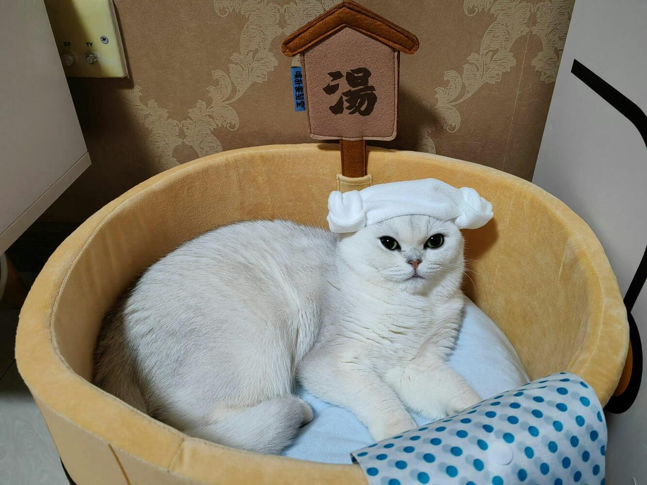 Dailypets Warm Bath Cat Bed – Plush Hot Spring Bolster Bed for Indoor Cats