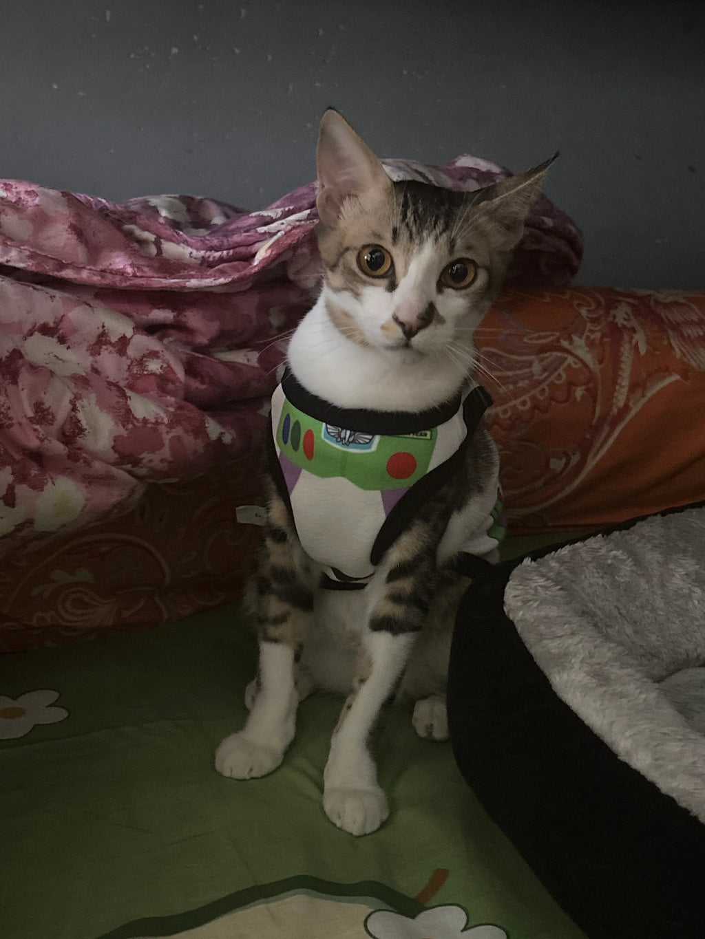 Dailypets Toy-Inspired Cat Vest Costume for Indoor Cats with Comfortable Everyday Fit