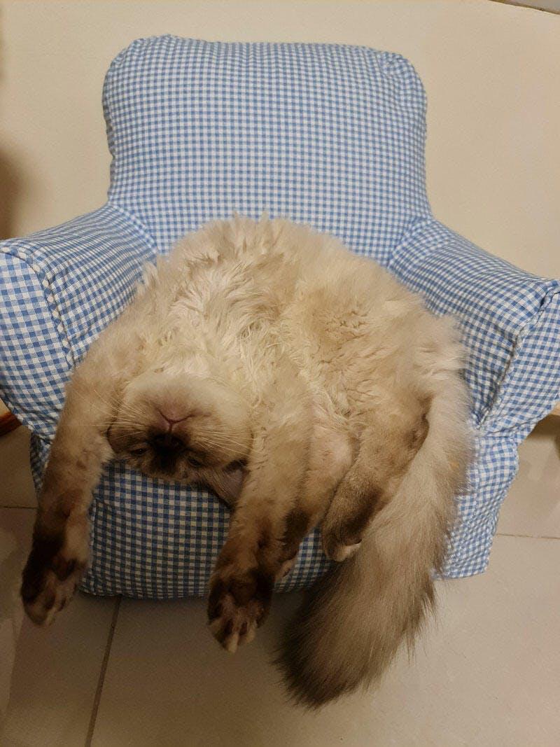 Dailypets Cozy Cat Sofa Bed – Soft Mini Chair with Raised Back and Armrests