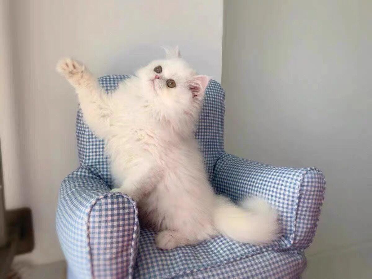 Dailypets Cozy Cat Sofa Bed – Soft Mini Chair with Raised Back and Armrests