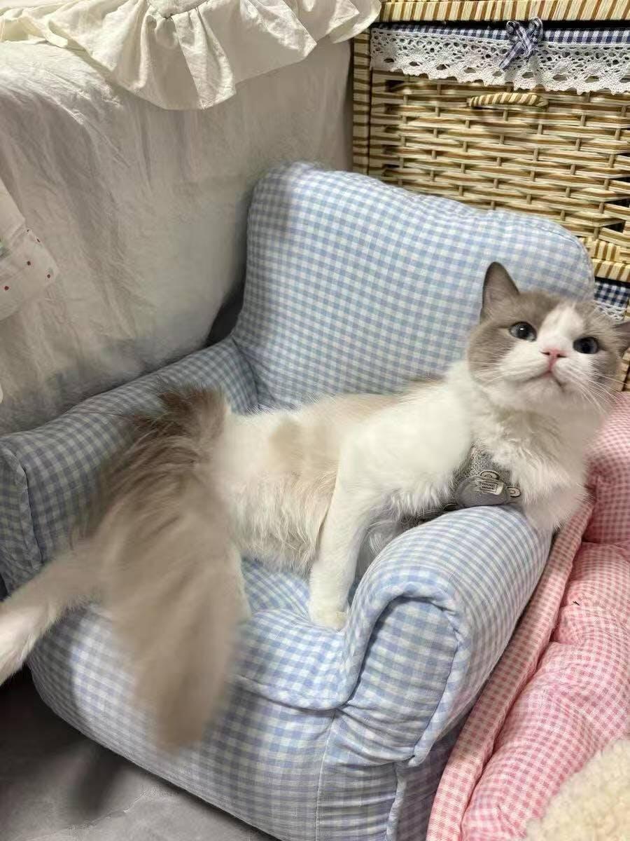 Dailypets Cozy Cat Sofa Bed – Soft Mini Chair with Raised Back and Armrests
