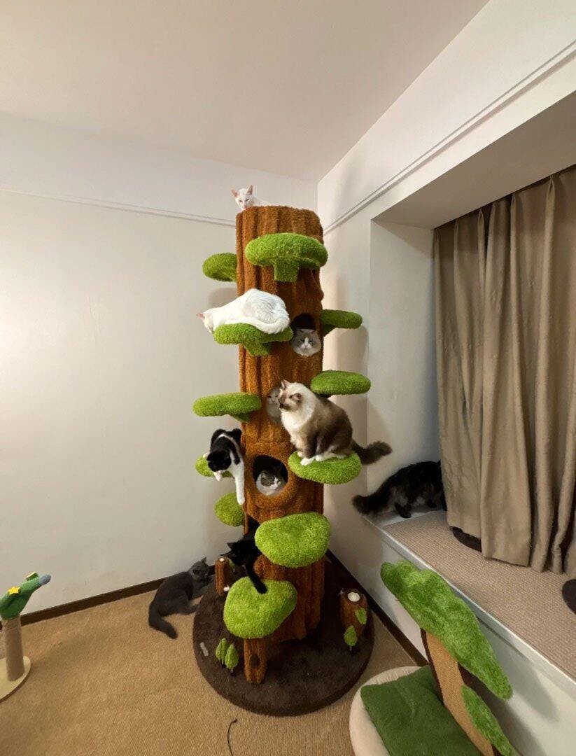 Dailypets Multi-Level Cat Tree with Enclosed Tree Houses for Large and Multiple Cats