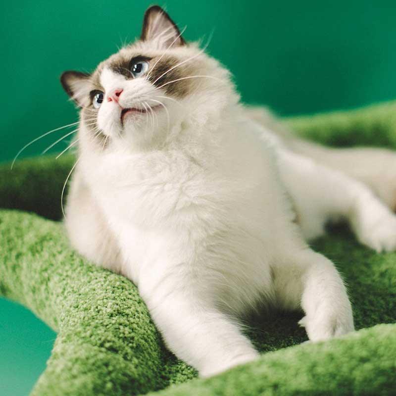 Dailypets Heavy Duty Cat Tree with Solid Wood Core and Spacious Cat Condo for Indoor Cats