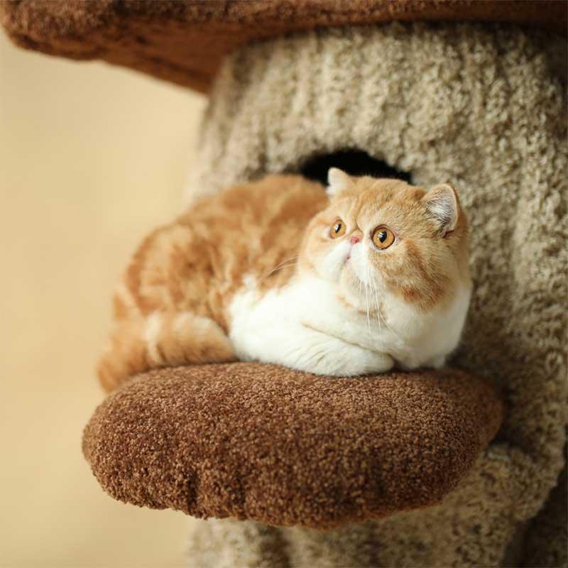 Dailypets Heavy Duty Cat Tree with Solid Wood Core and Spacious Cat Condo for Indoor Cats