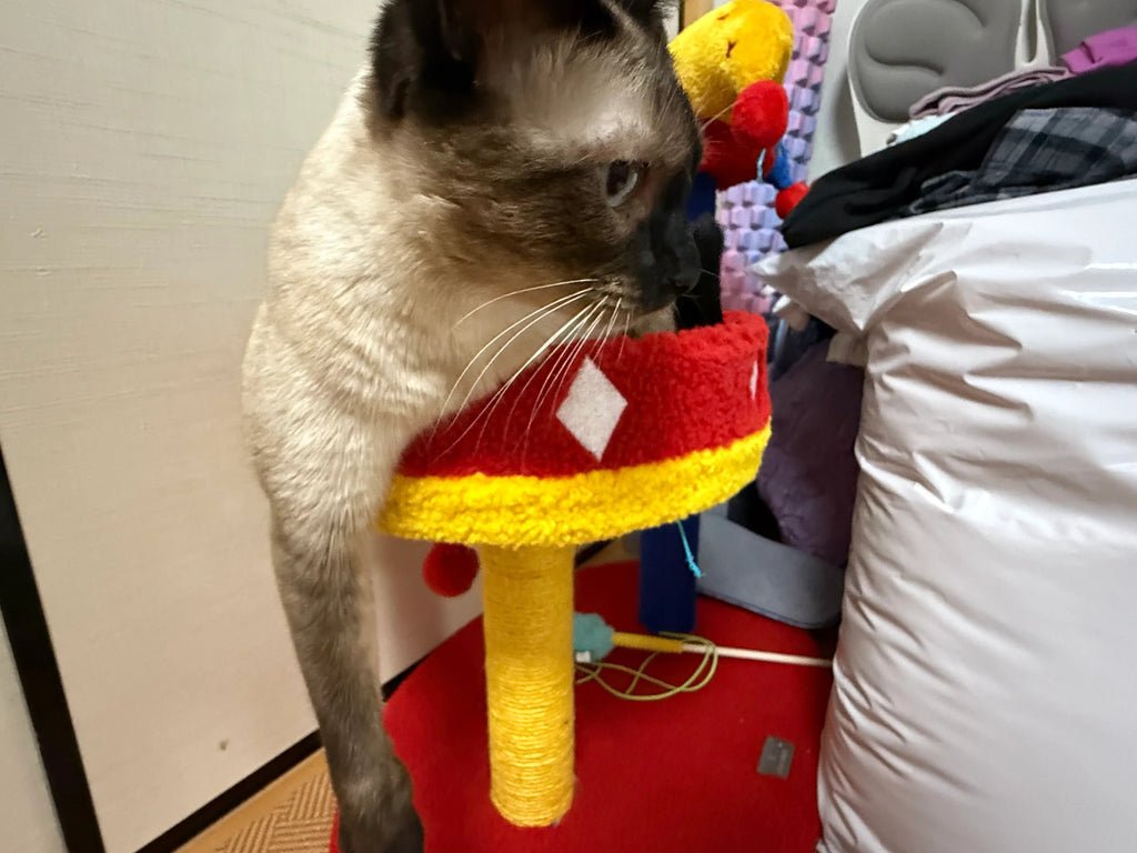 Dailypets Circus Cat Furniture Series – Cat Trees and Cozy Cat Bed Collection