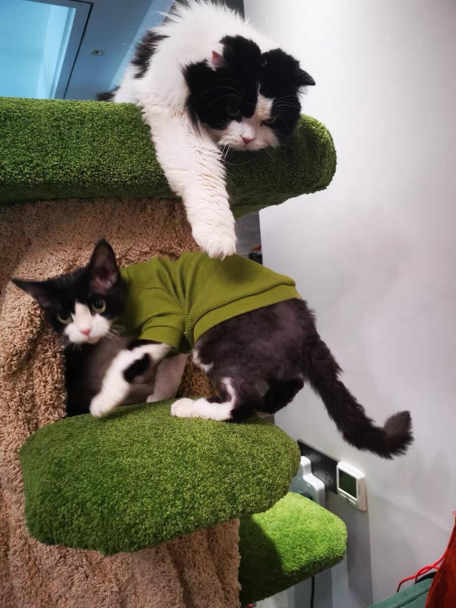 Dailypets Heavy Duty Cat Tree with Solid Wood Core and Spacious Cat Condo for Indoor Cats