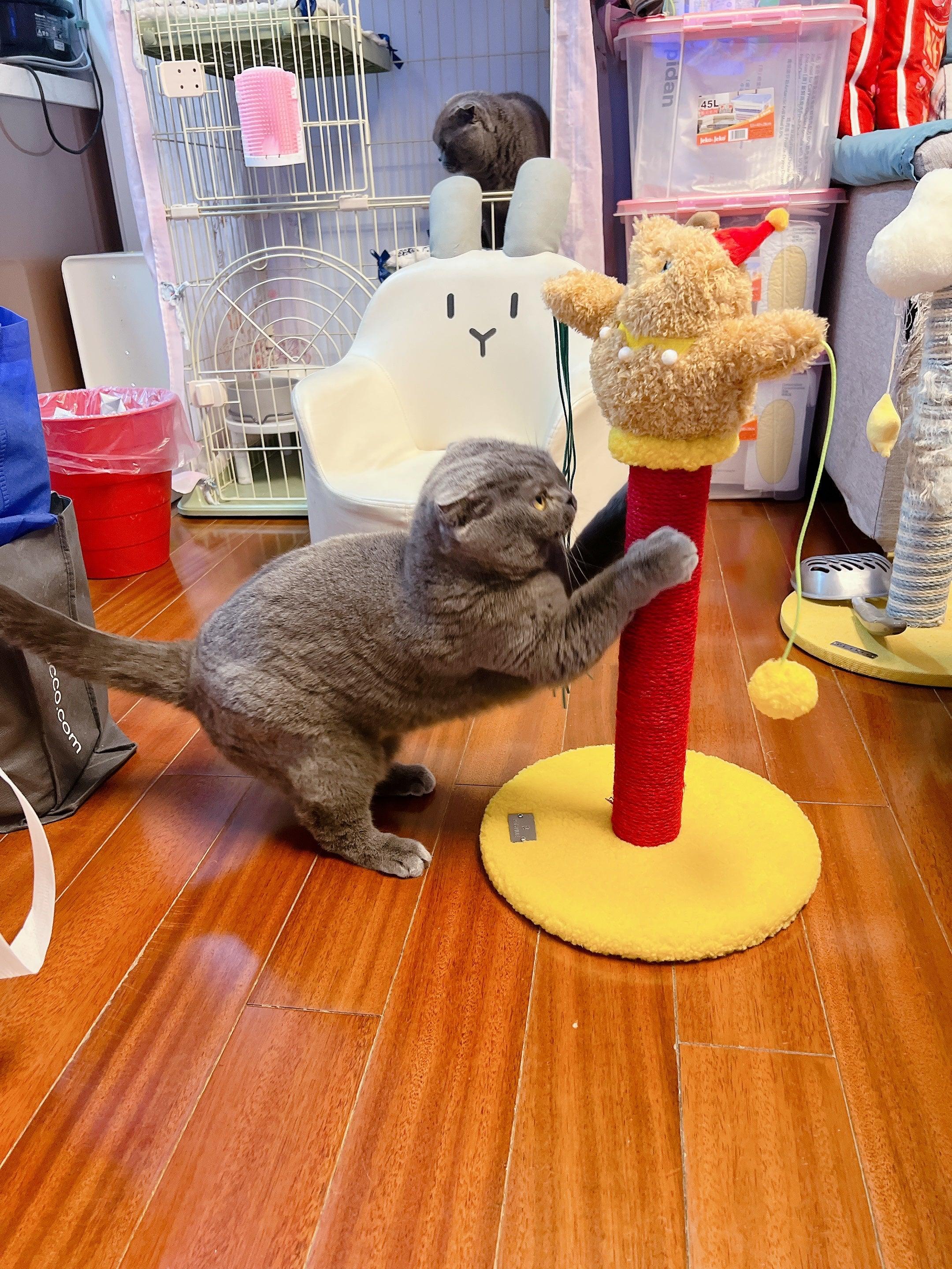 Dailypets Circus Cat Furniture Series – Cat Trees and Cozy Cat Bed Collection