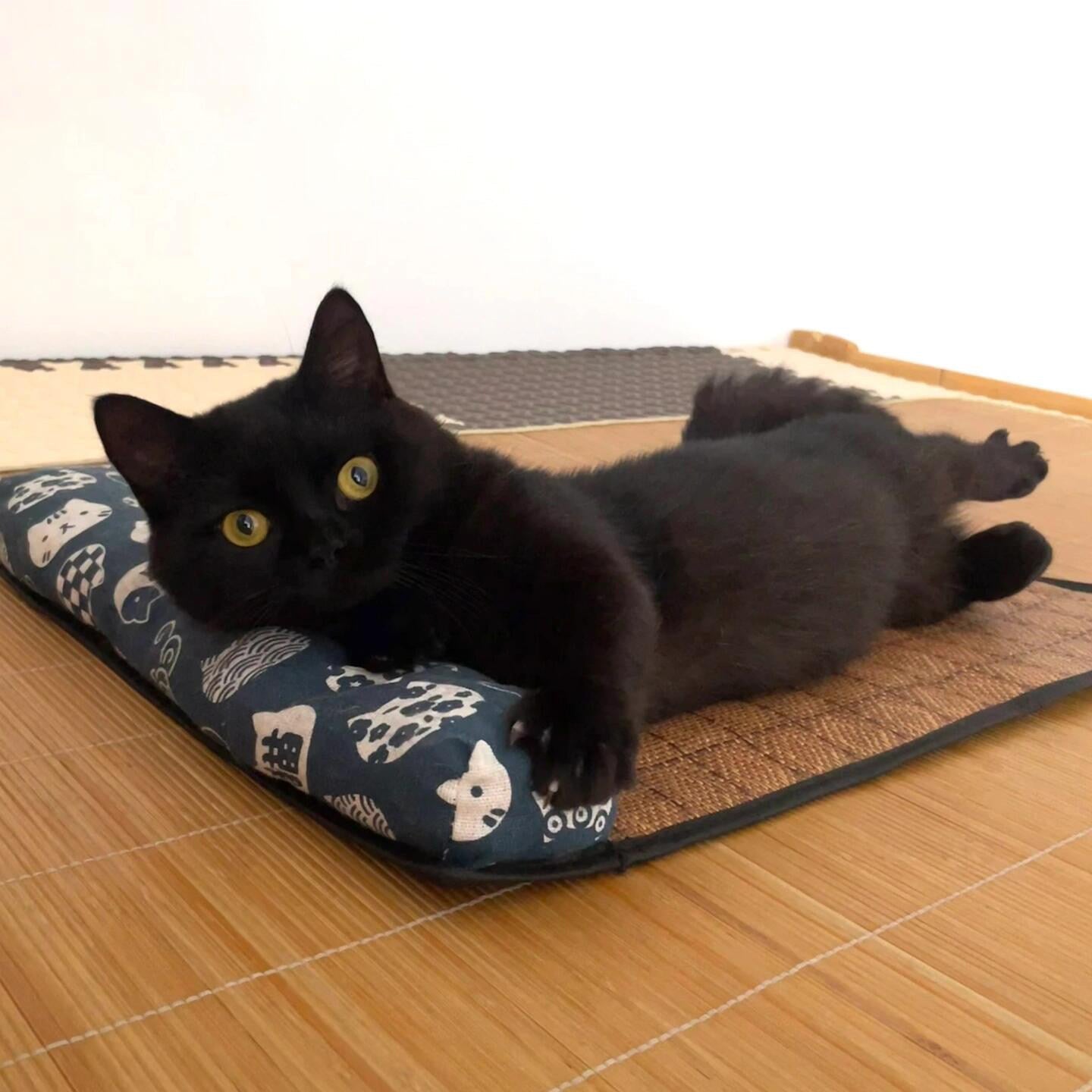 Dailypets Summer Cooling Rattan Pet Mat with Bolster Pillow for Cats