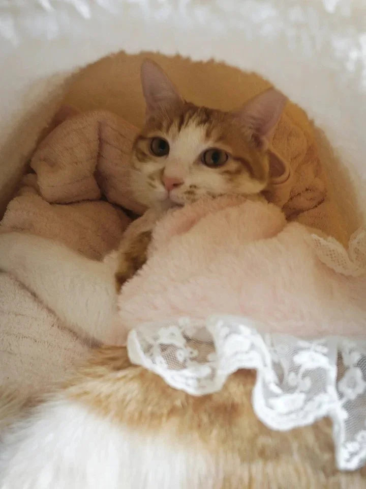 Dailypets Cloud Fleece Cat Bed with Cozy Slipper-Inspired Design for Warm Indoor Comfort