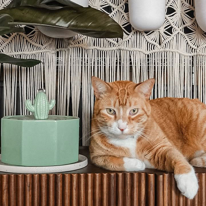 Dailypets Ceramic Cactus Cat Water Fountain 50oz with Automatic Filtration