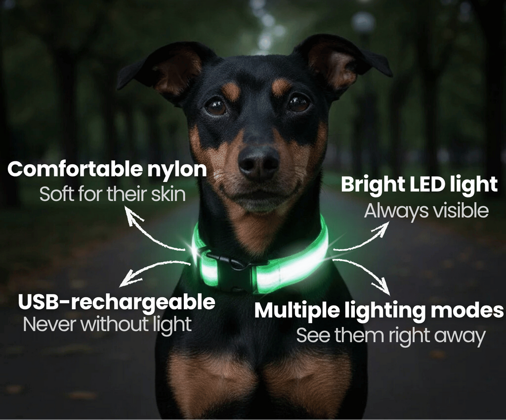 Dailypets USB Rechargeable LED Dog Collar with Adjustable Fit for Night Walks