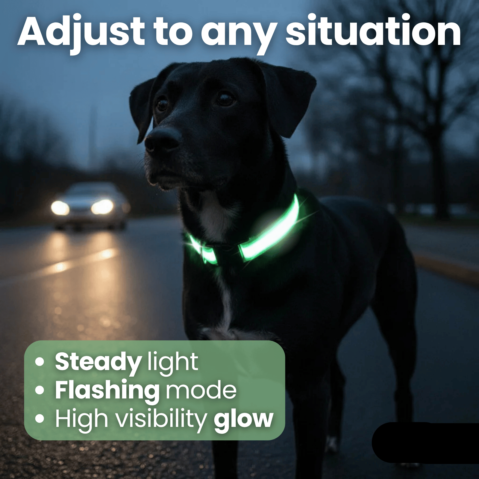 Dailypets USB Rechargeable LED Dog Collar with Adjustable Fit for Night Walks