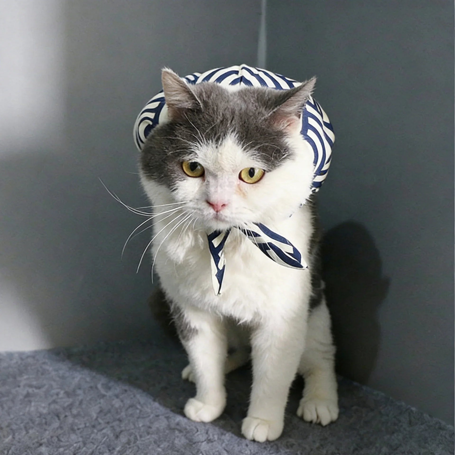 Dailypets Soft Chiffon Cat Scarf with Playful Backpack Detail