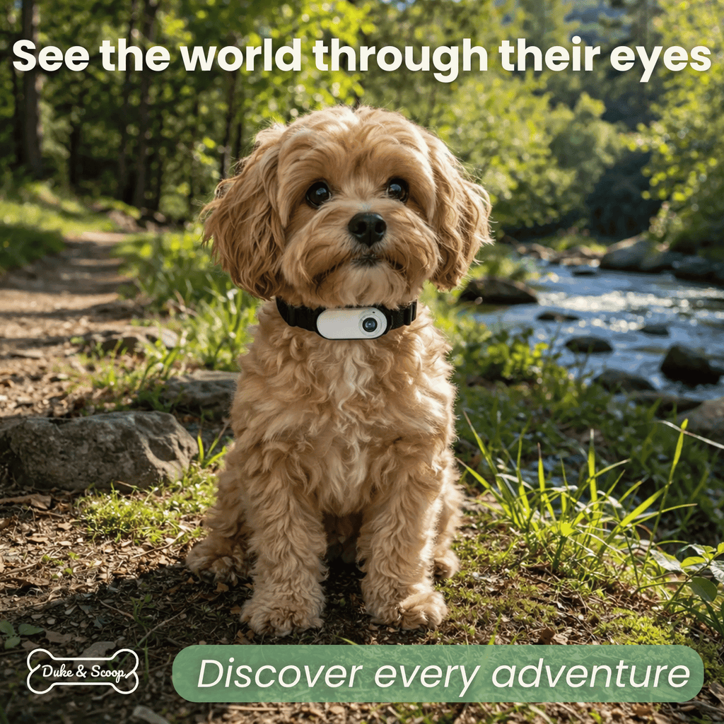 Dailypets Wearable Pet Collar Camera with 1080P Video and Compact Lightweight Design
