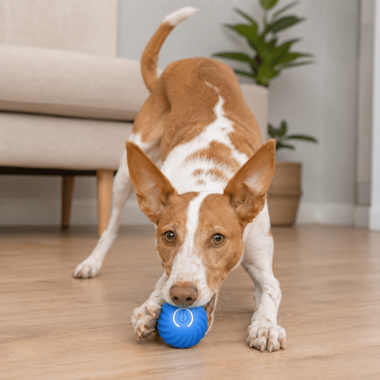 Dailypets Electric Chase Ball for Pets with Unpredictable Movement and Easy Grip