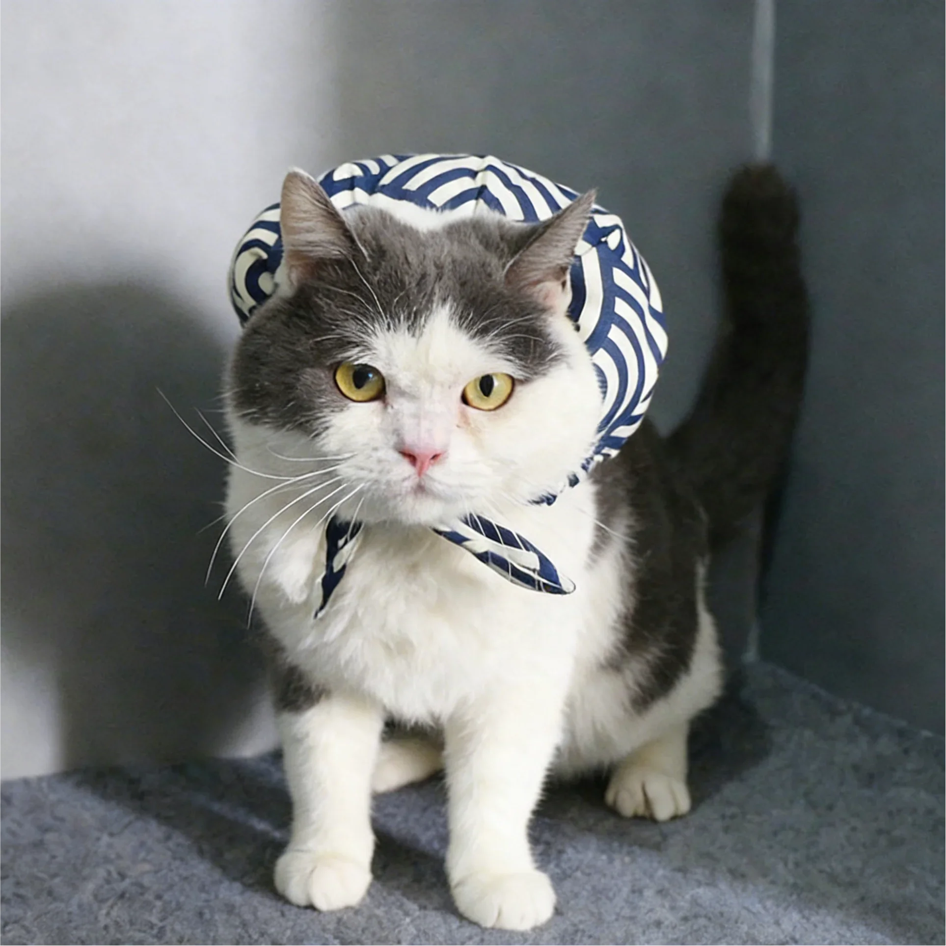 Dailypets Soft Chiffon Cat Scarf with Playful Backpack Detail