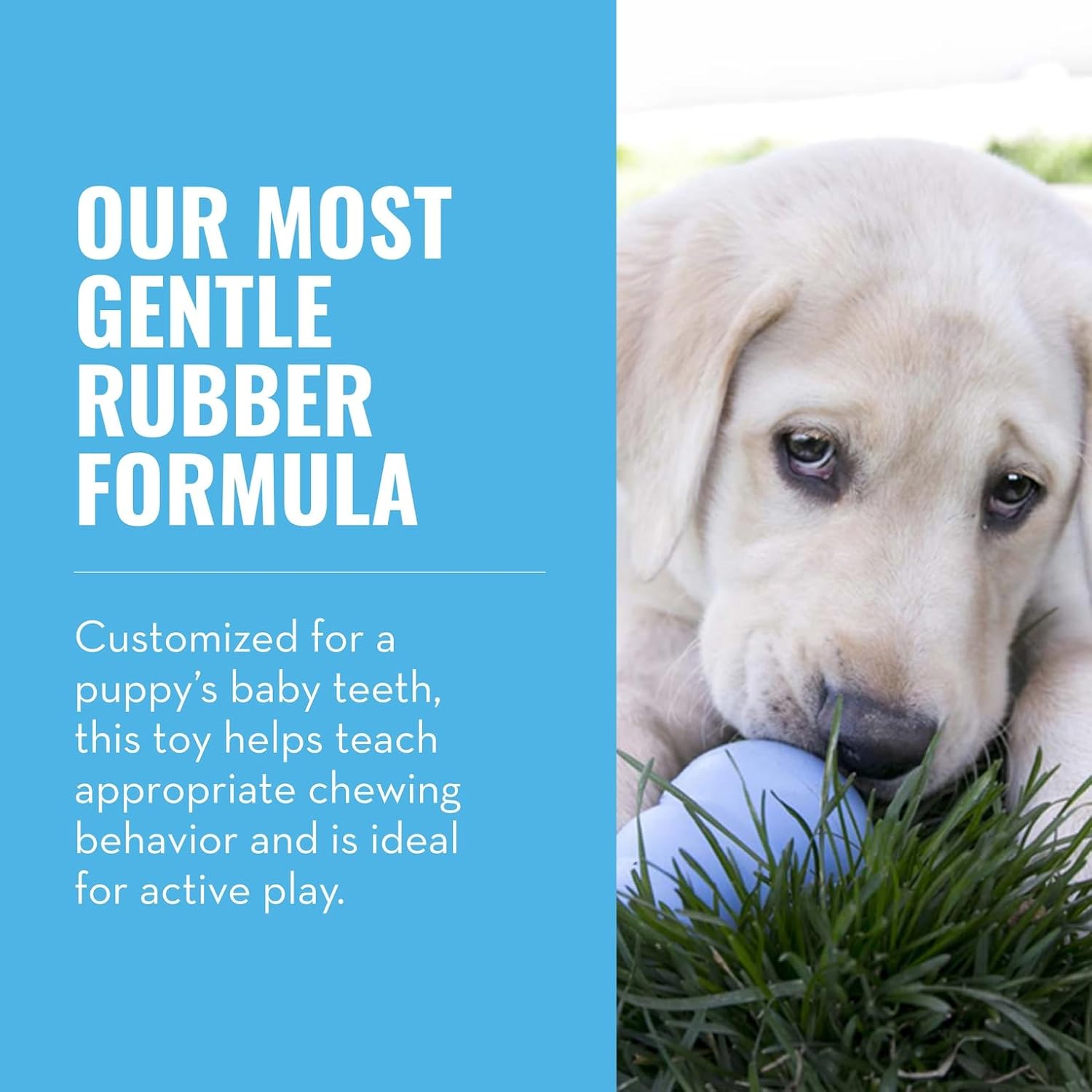 Dailypets Natural Rubber Puppy Chew Toy with Treat Filling for Interactive Play