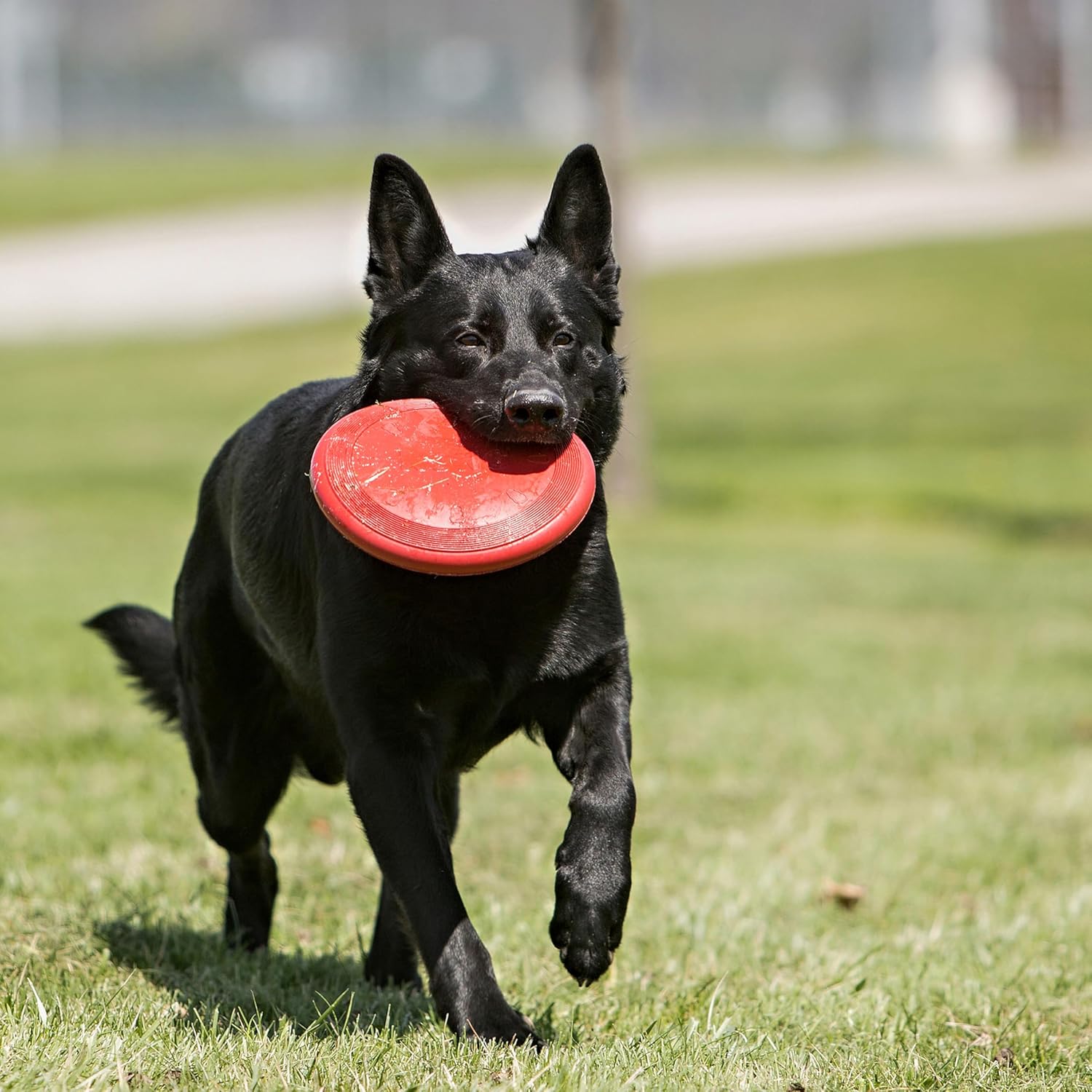 Dailypets Natural Rubber Dog Flying Disc for Medium and Large Dogs Outdoor Fetch