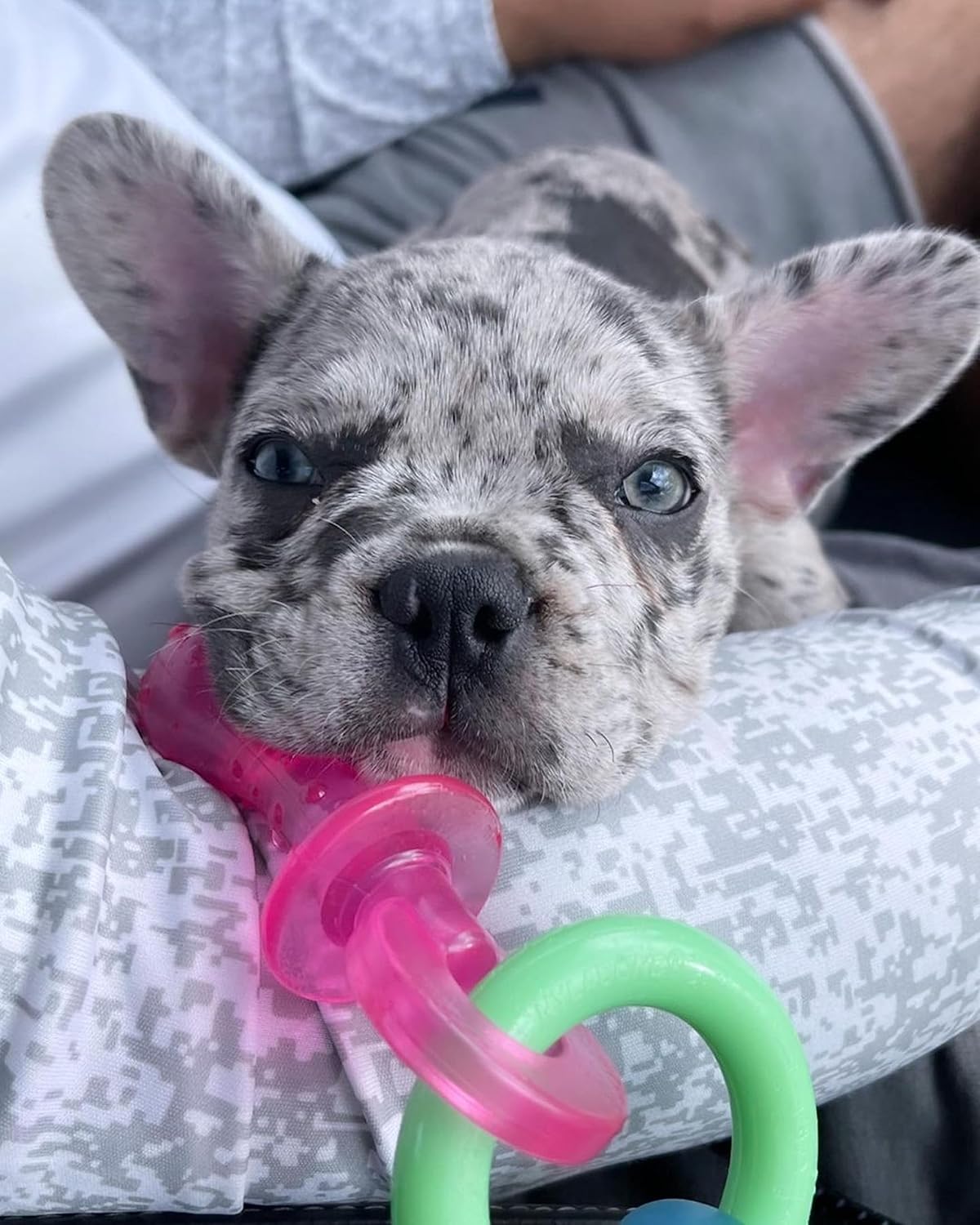 Dailypets Puppy Teething Chew Toy with Gum Massaging Texture and Bacon Flavor