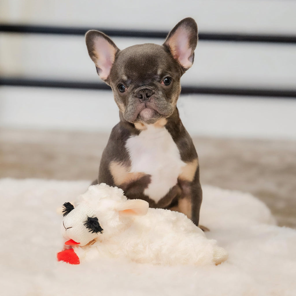 Dailypets Plush Squeaky Lamb Dog Toy for Cuddling, Fetch, and Everyday Play