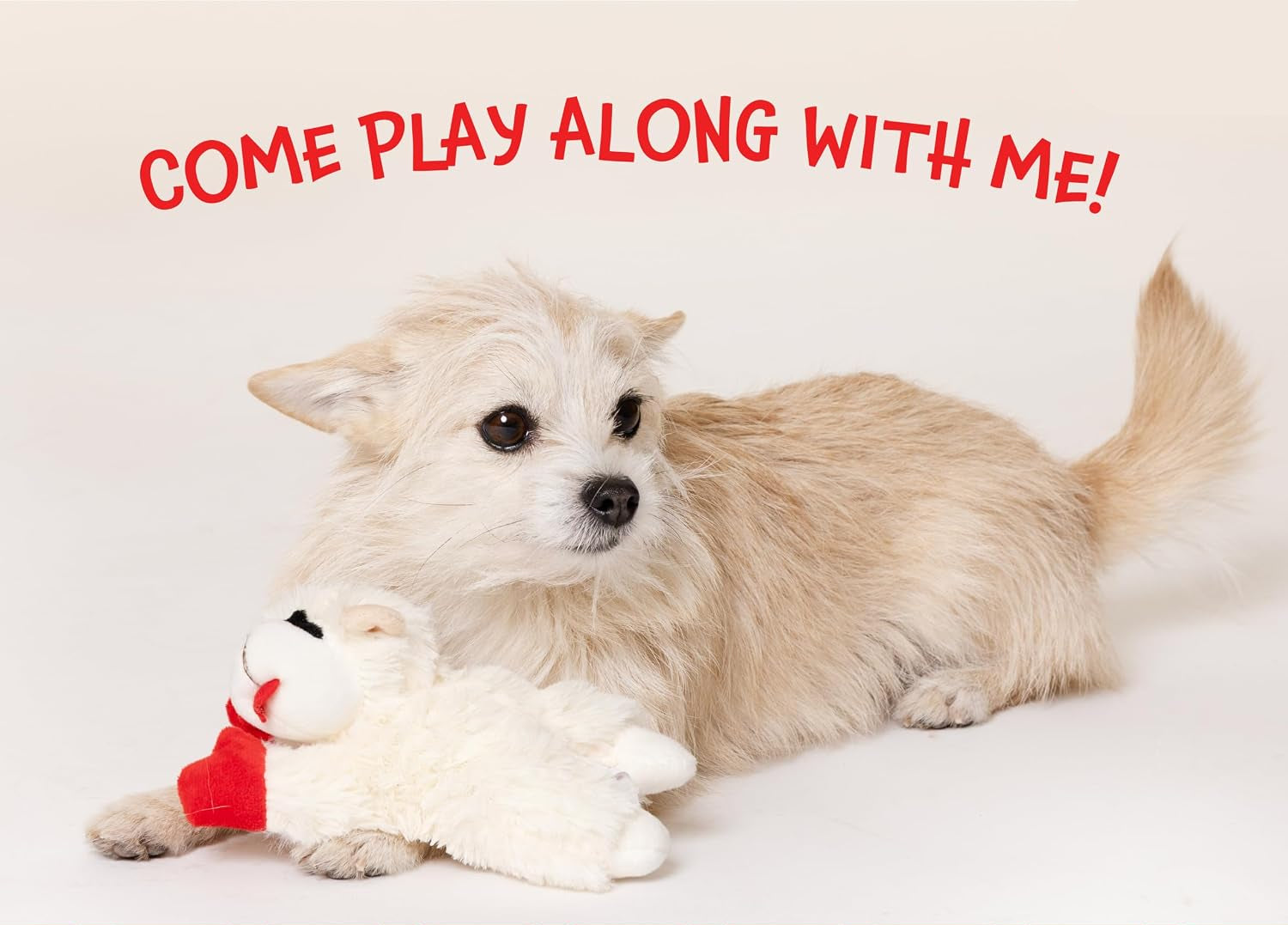 Dailypets Plush Squeaky Lamb Dog Toy for Cuddling, Fetch, and Everyday Play