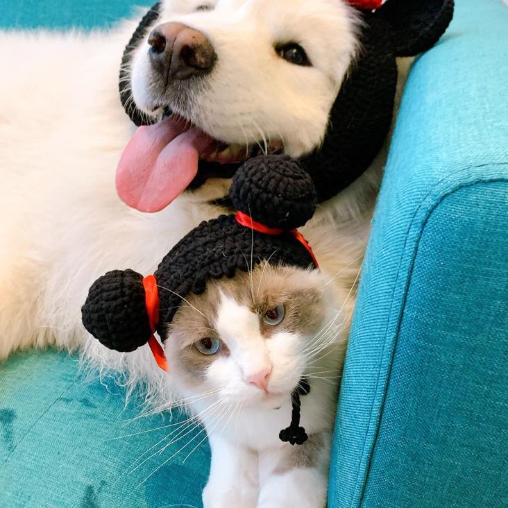 Dailypets Crocheted Bun Cat Hat with Red Ribbon Accents for Photo Sessions