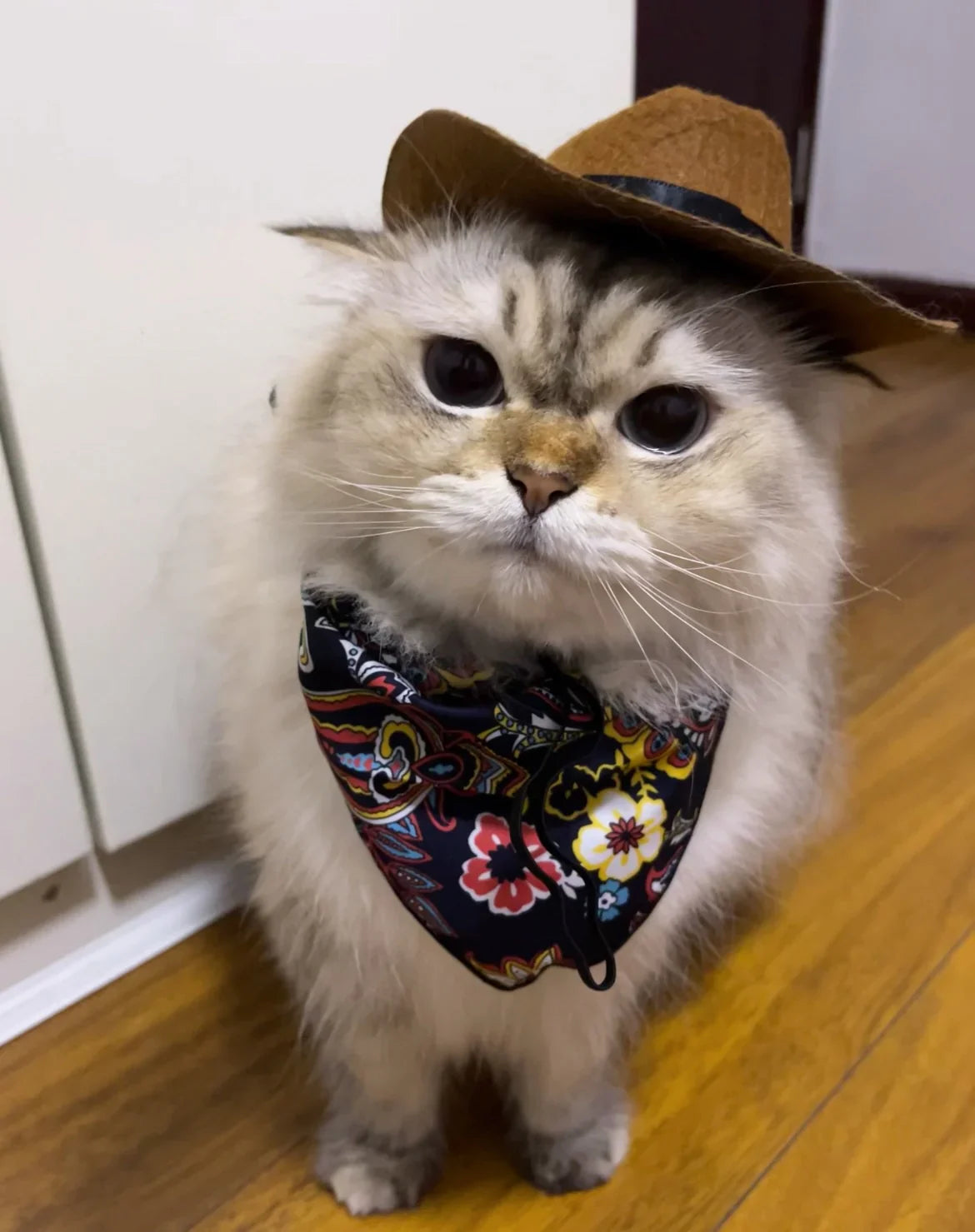 Dailypets Western-Style Cat Bandana for Indoor Cats and Special Occasions