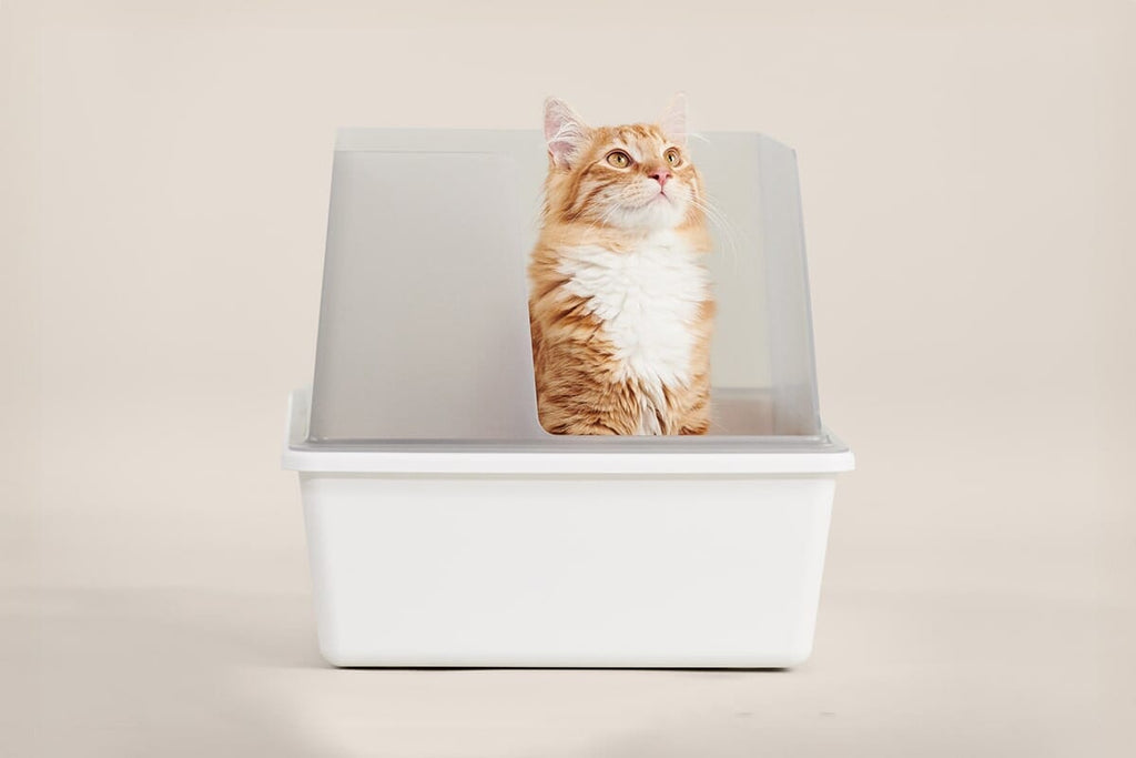 Dailypets Open-Top Litter Box with Splash Guard Walls