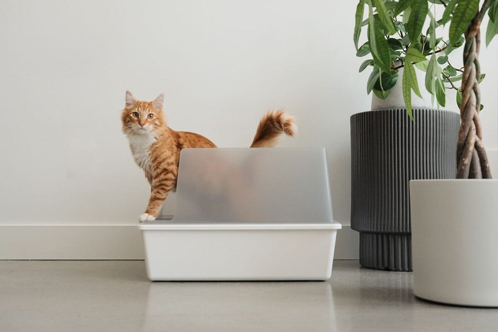 Dailypets Open-Top Litter Box with Splash Guard Walls