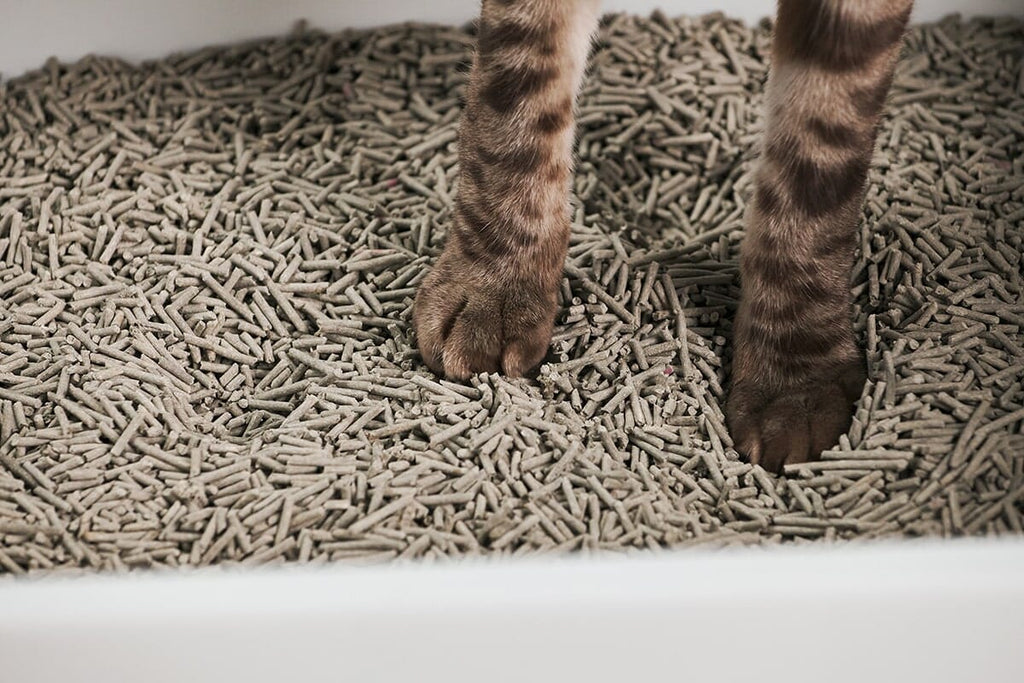 Dailypets Open-Top Litter Box with Splash Guard Walls