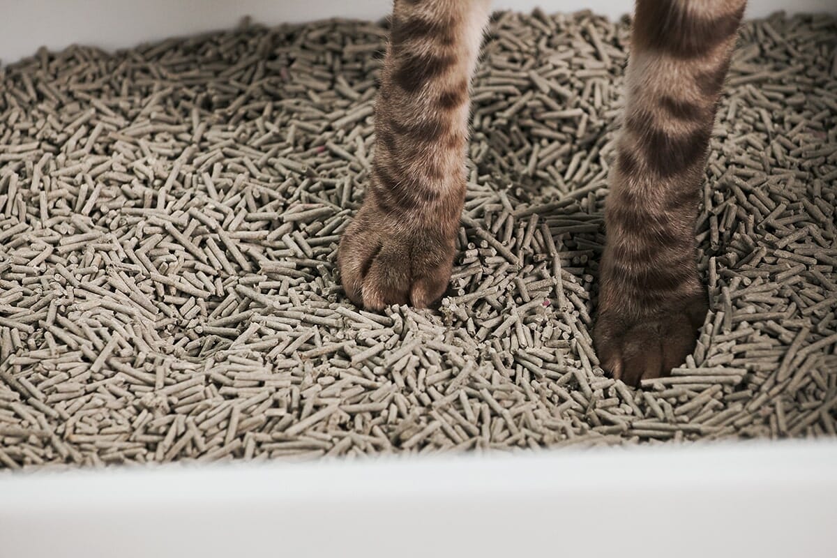 Dailypets Open-Top Litter Box with Splash Guard Walls