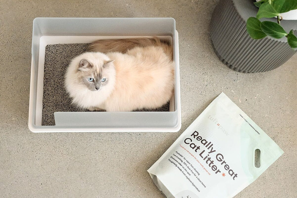 Dailypets Open-Top Litter Box with Splash Guard Walls