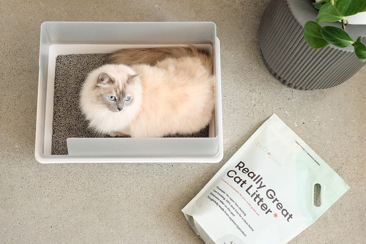Dailypets Open-Top Litter Box with Splash Guard Walls