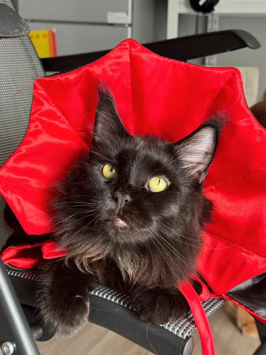 Dailypets Vampire Cat Cape with Dramatic Collar for Halloween and Costume Parties