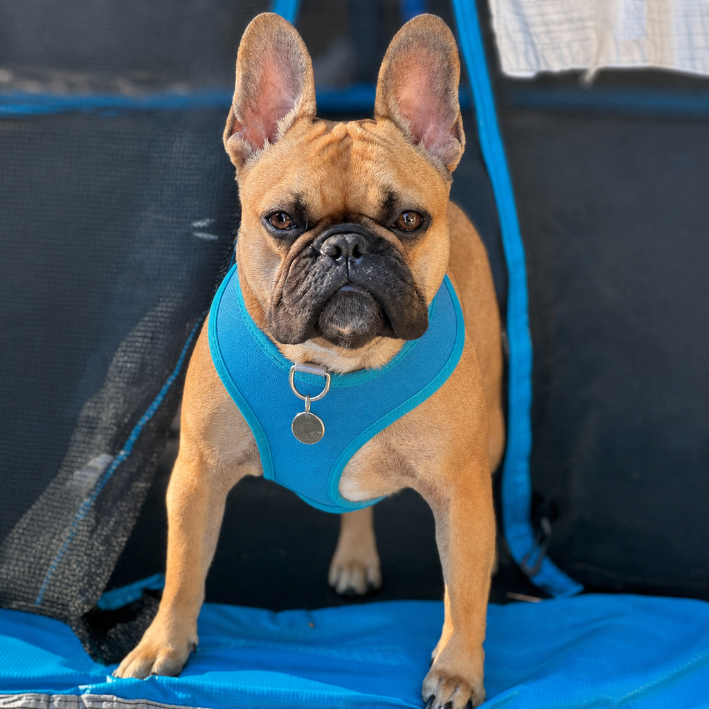 Dailypets Reversible Dog Harness with Dual D-Rings for Walks