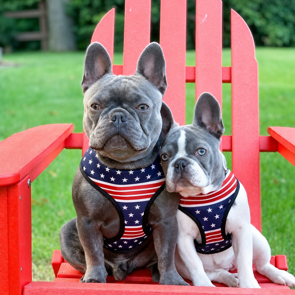 Dailypets Reversible Dog Harness No-Pull Front Clip for Dogs