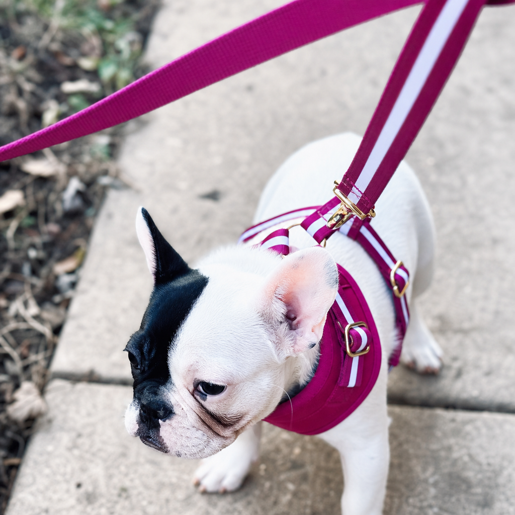 Dailypets Dual Dog Leash Heavy Duty Swivel Clip Dog Lead