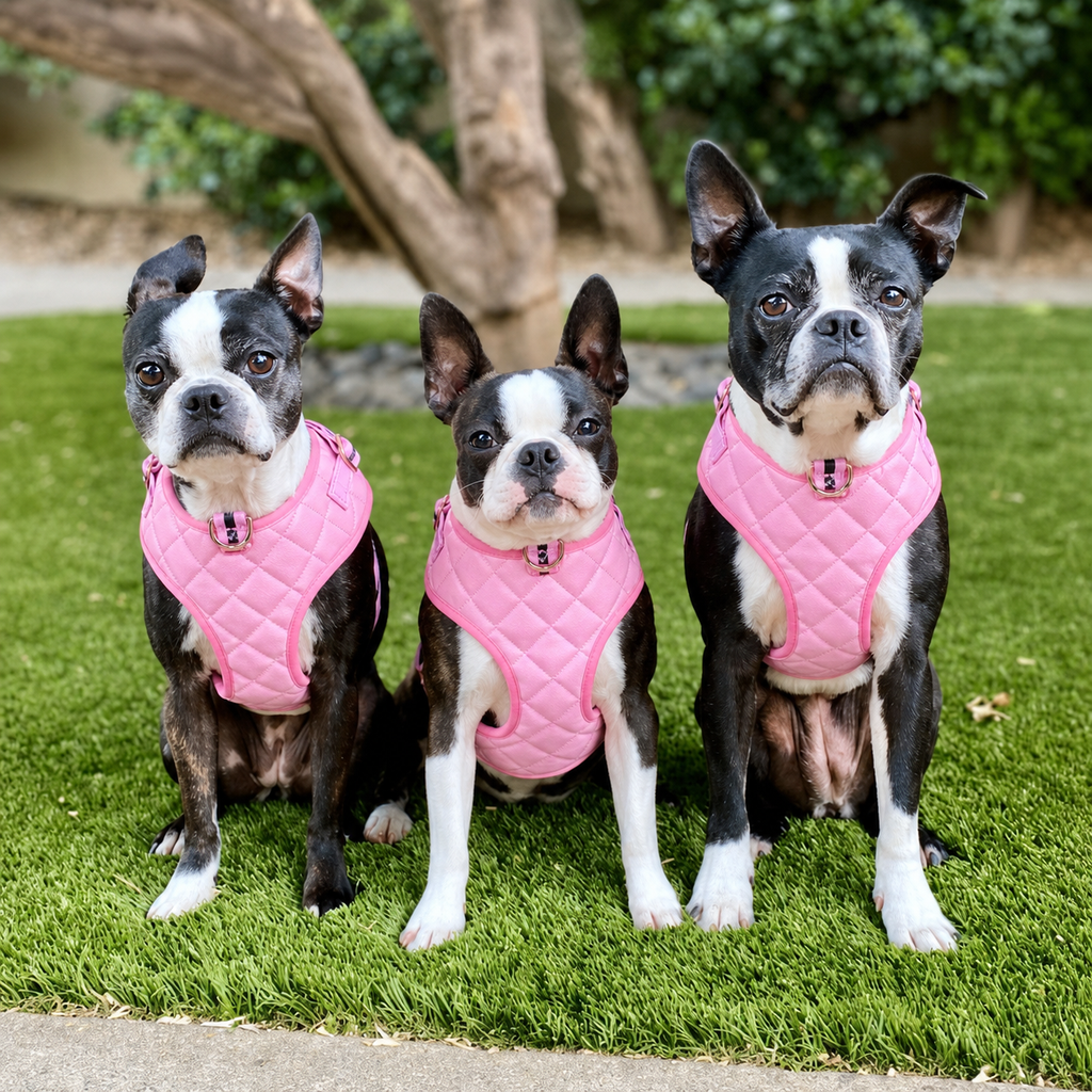 Dailypets Neck Adjustable Dog Harness with Breakaway Buckle