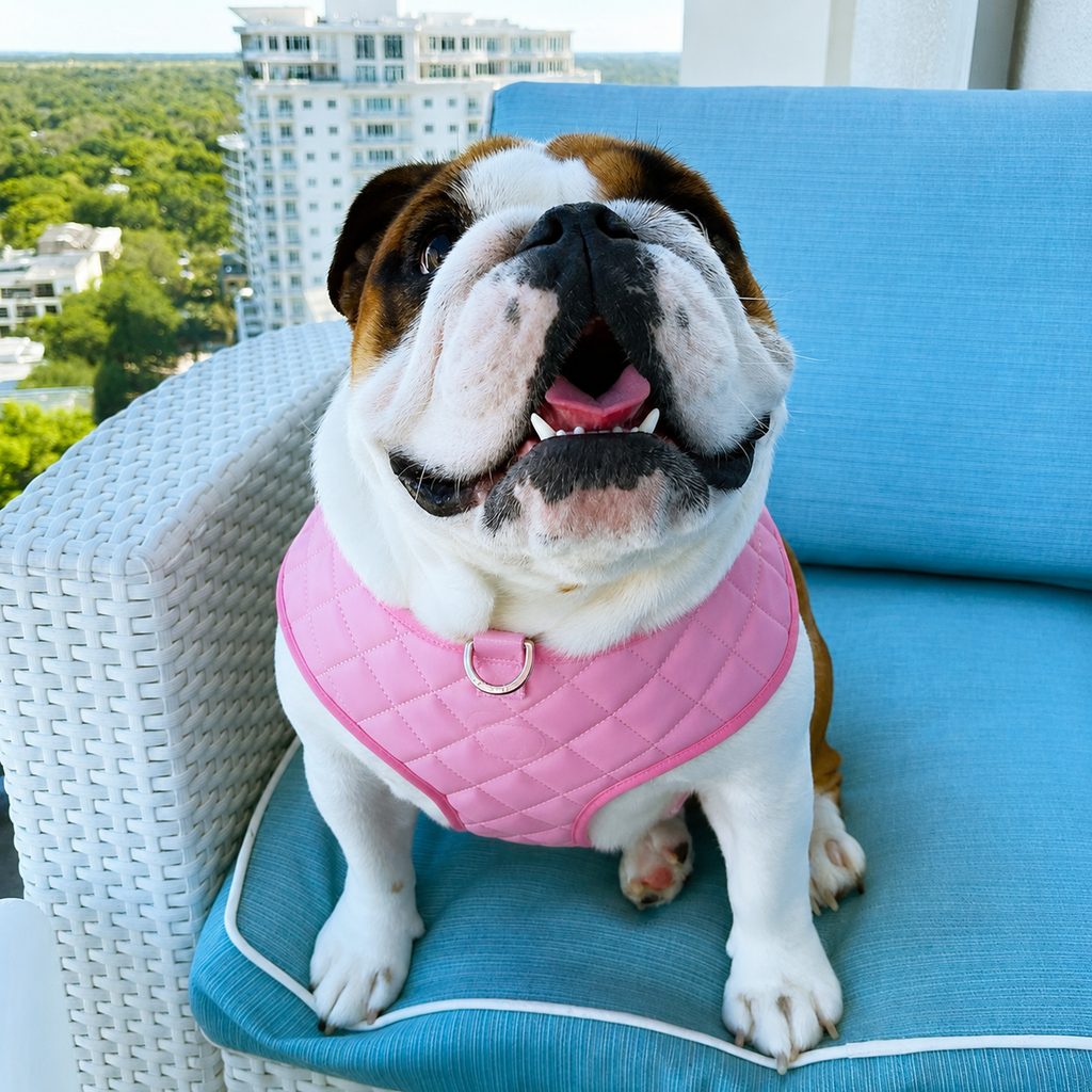 Dailypets Neck Adjustable Dog Harness with Breakaway Buckle