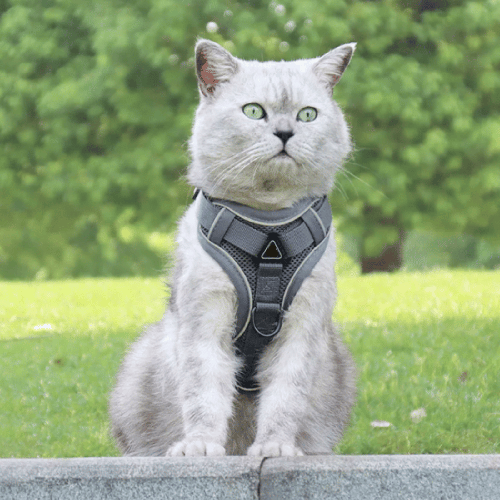 Dailypets Escape Proof Pet Harness with Reflective Breathable Mesh for Daily Walks