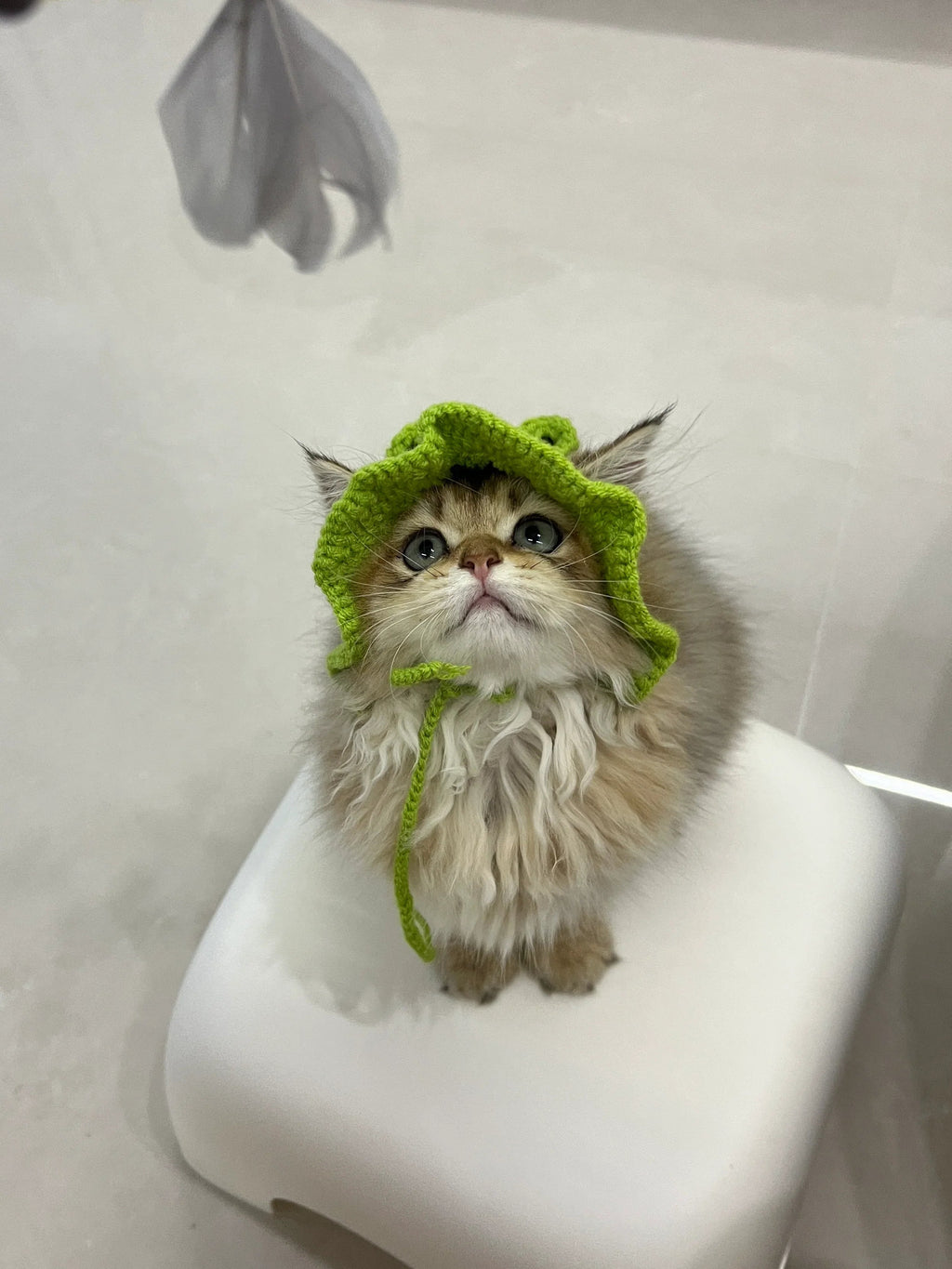 Dailypets Cute Frog Cat Hat for Photo Sessions and Everyday Dress-Up