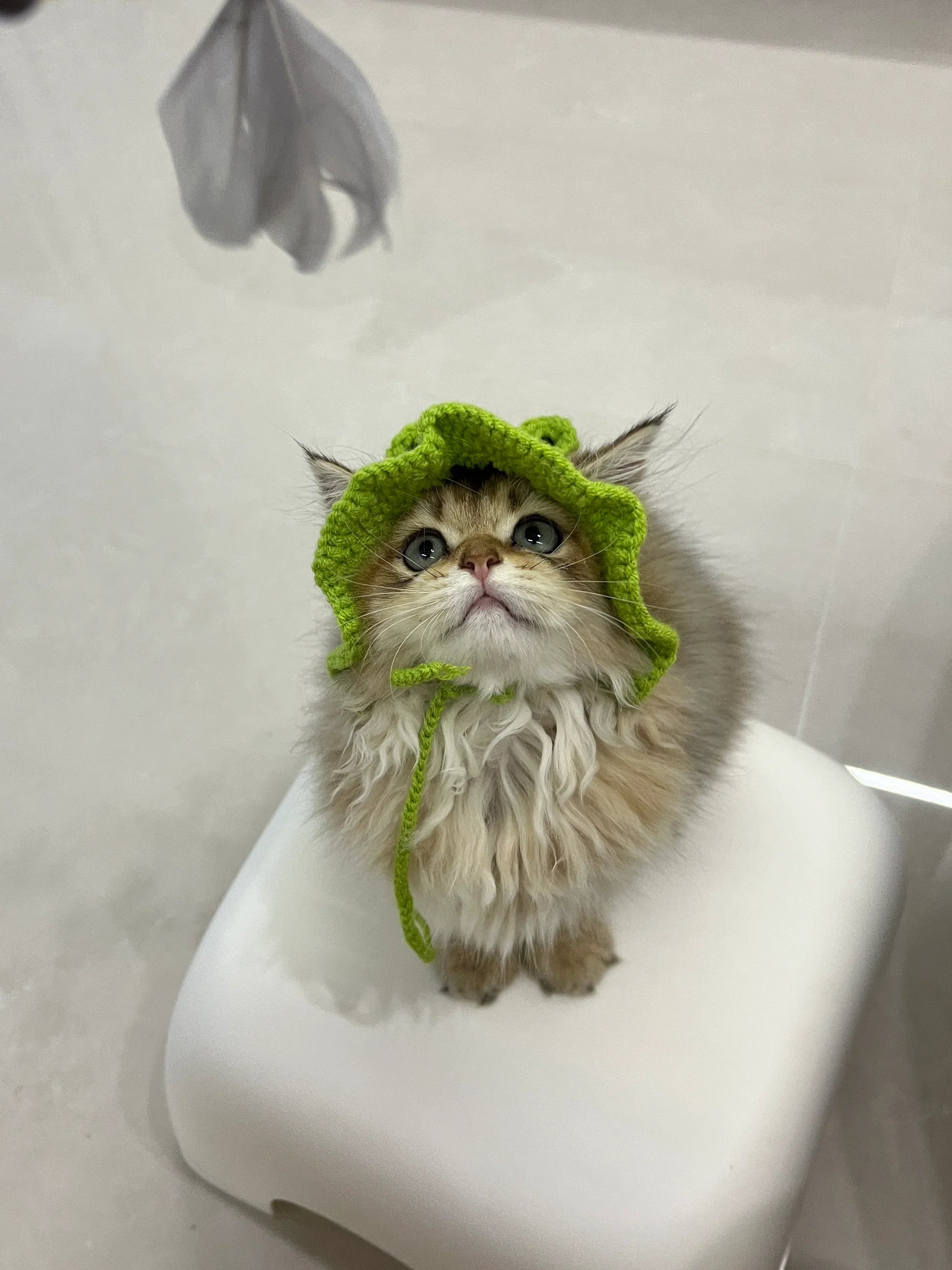 Dailypets Cute Frog Cat Hat for Photo Sessions and Everyday Dress-Up
