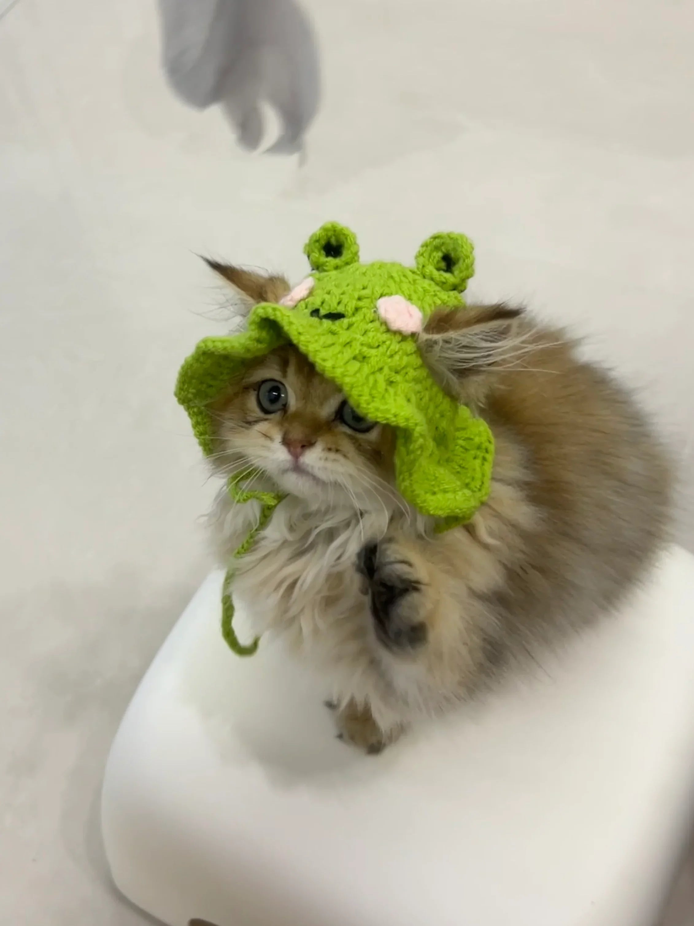 Dailypets Cute Frog Cat Hat for Photo Sessions and Everyday Dress-Up