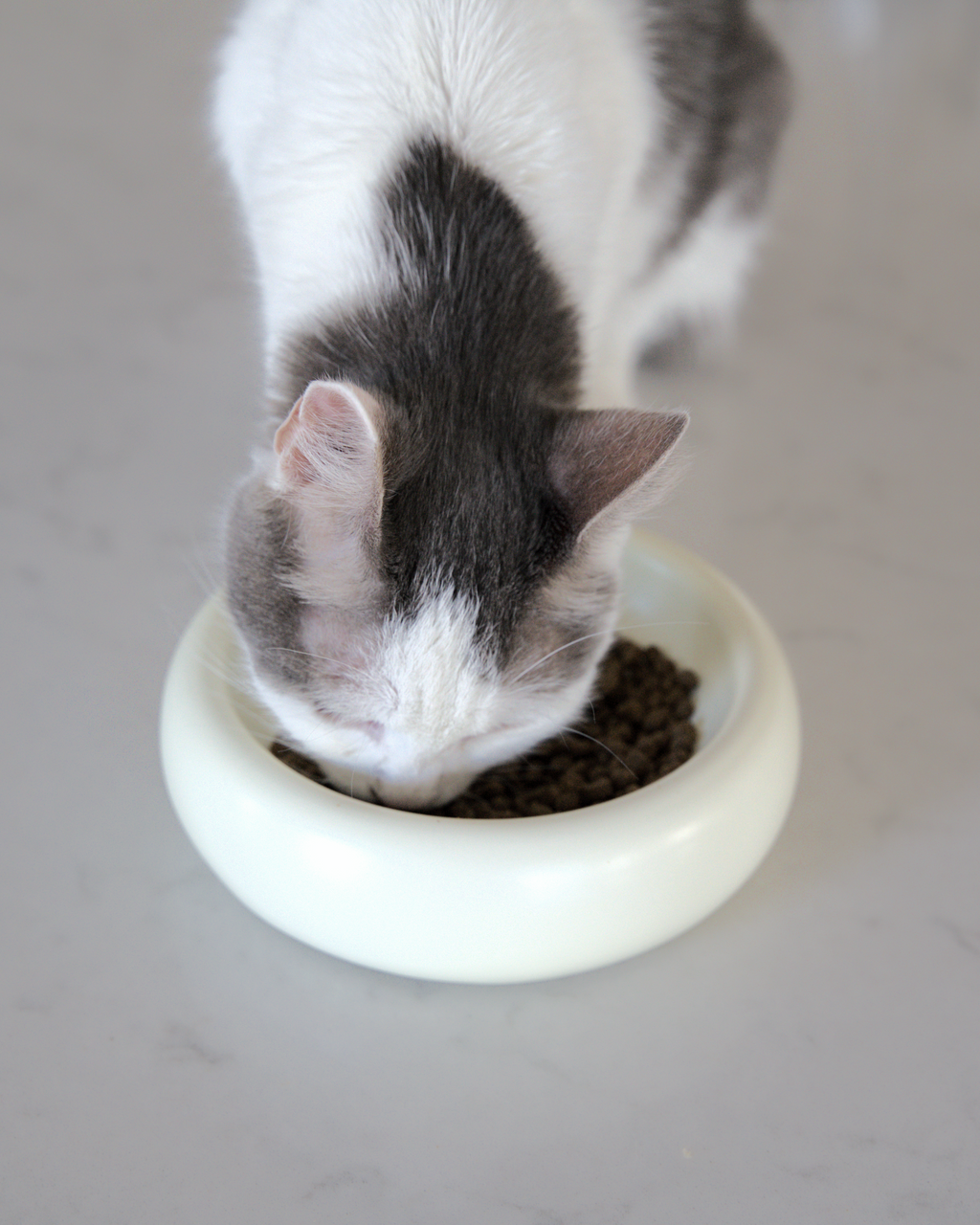 Dailypets Modern Ceramic Cat Bowl