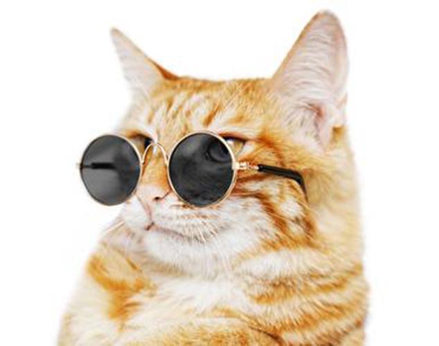 Dailypets Round Hippie Sunglasses for Cats