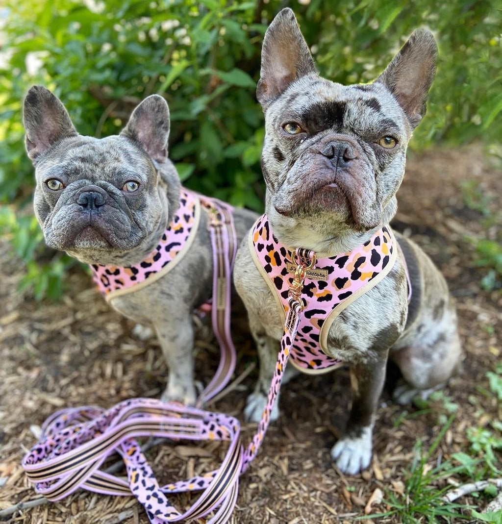 Dailypets Stylish Dog Leash, Durable Walking Lead with Gold-Tone Clip