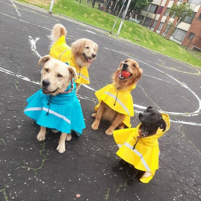 Dailypets Dog Walking Raincoat, Reflective Jacket with Easy Velcro Fit