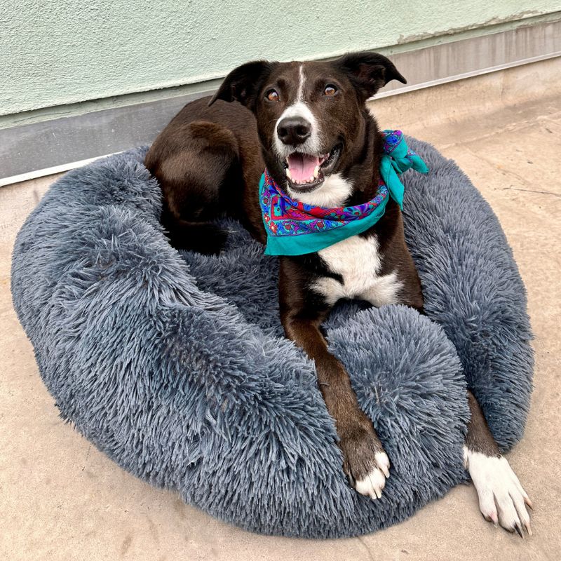 Dailypets Anxiety Relieving Dog Bed, Fluffy Donut Bed with Anti-Slip Bottom