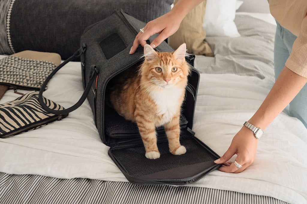 Dailypets Porto Travel Carrier for Cats & Small Pets