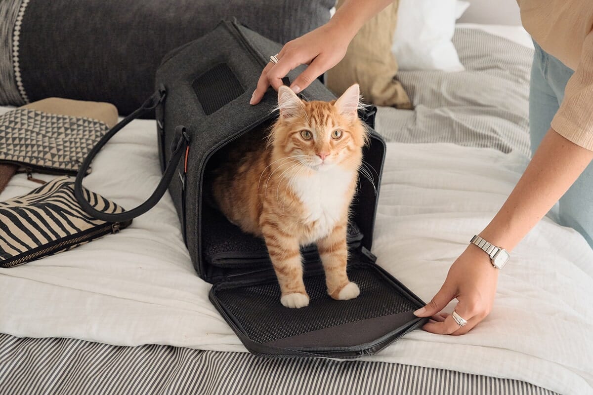 Dailypets Porto Travel Carrier for Cats & Small Pets